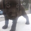 Labrador Puppy For Sale (019 - 480 6689 Grace)
