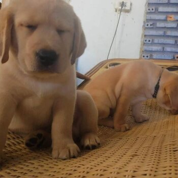 Labrador Puppy For Sale （拉布拉多 幼犬）(019 - 480 6689 Grace)