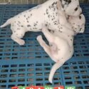 Dalmation Puppy For Sale Malaysia (019 - 480 6689 Grace)-3