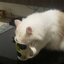 Persian Ragdoll cat to rehome-5