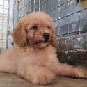 Cute Poodle Puppy-4