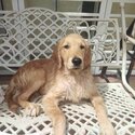 Golden Retriever for sale -1