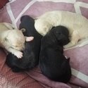 Shihpoo puppies -2