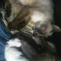 Siamese mom and 5 newborn kittens-0