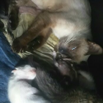Siamese mom and 5 newborn kittens
