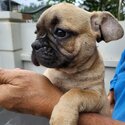 French bulldog cross fancypug -3