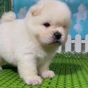 Chow Chow Puppy For Sale Malaysia (019 - 480 6689 Grace) -3