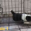 Border Collie Puppy For Sale (019 - 480 6689 Grace)-2