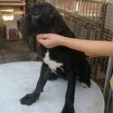 Cane Corso Puppy For Sale (Italian Mastiff Puppy)(019 - 480 6689 Grace)-1