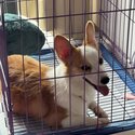 Corgi for Sale-4