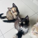Adorable and playful kittens for sale father is a British short hair, mother is Maine coon/Persian -5