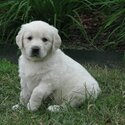 Golden retriever puppies| WHATSAPP 01117225019-0