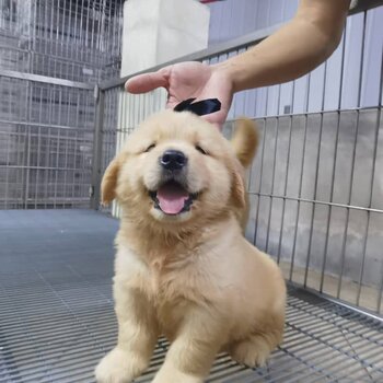 Golden Retriever Puppy For Sale (Imported lineage)(019 - 480 6689 Grace) 