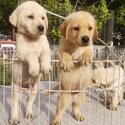 Labrador Puppy For Sale (019 - 480 6689 Grace)-0