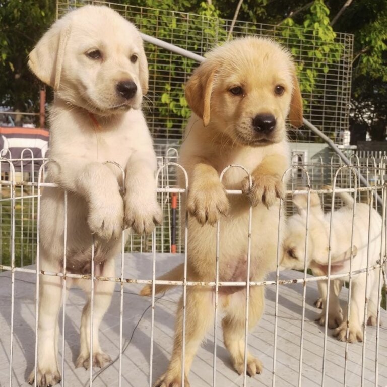 Labrador Puppy For Sale (019 - 480 6689 Grace)