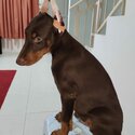 Doberman Puppy For Sale (Imported lineage)(019 - 480 6689 Grace)