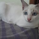 White Siamese kitten-0
