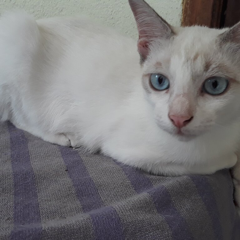 White Siamese kitten