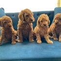 CAVOODLE PUPPIES REAFY FOR NEW HOMES-2