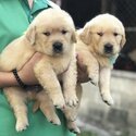 Golden Retriever Puppy For Sale（黄金猎犬 幼犬） (019 - 480 6689 Grace)
