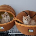 3 kittens looking for new homes-1