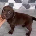 Labrador Puppy For Sale (019 - 480 6689 Grace)-3