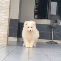 Samoyed Puppy For Sale (Imported from Vietnam) (019 - 480 6689 Grace) -3