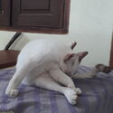 White Siamese kitten-3