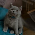British shorthair kittens Registered raised with kids -3