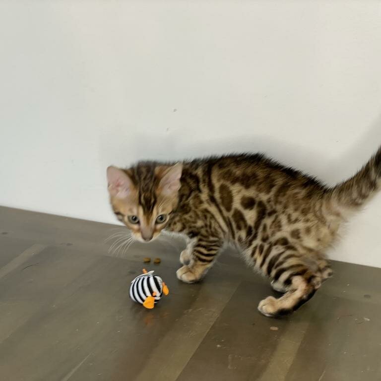 Bengal kittens Available