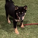 She is a shiba inu and 10months old-0