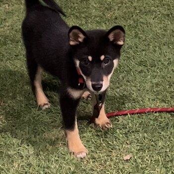 She is a shiba inu and 10months old