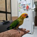 Sun conure pair -2