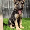 German Shepherd Puppy For Sale (Imported lineage)(019 - 480 6689 Grace)-2