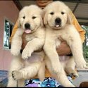 Golden Retriever Puppy For Sale（黄金猎犬 幼犬） (019 - 480 6689 Grace)