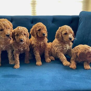 CAVOODLE PUPPIES REAFY FOR NEW HOMES