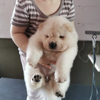 Chow Chow Puppy For Sale（松狮犬 幼犬）(019 - 480 6689 Grace)