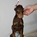 Doberman Puppy For Sale (Imported lineage)(019 - 480 6689 Grace)