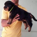 ROTTWEILER AVAILABLE FOR ADOPTION -1