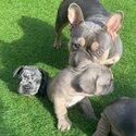 adorable french bulldog puppies for adoption-1