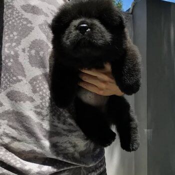 Chow Chow Puppy For Sale Malaysia (019 - 480 6689 Grace)