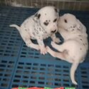 Dalmation Puppy For Sale Malaysia (019 - 480 6689 Grace)-1