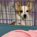 Corgi for Sale-3