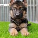 German Shepherd Puppy For Sale (Imported lineage)(019 - 480 6689 Grace)-1