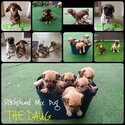 Dachshund mix Pug Puppies Looking For New Home -0