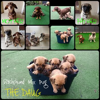 Dachshund mix Pug Puppies Looking For New Home 