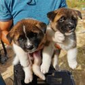 American Akita Puppy For Sale (019 - 480 6689 Grace)-0