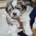 MALTESE PUPPIES-3