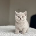 British shorthair kittens Registered raised with kids -0