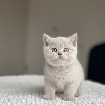 British shorthair kittens Registered raised with kids 
